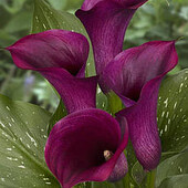 Калла Durban клубень 16/18