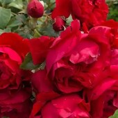 Саджанці виткої червоної троянди