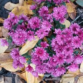 Хризантема бордова.