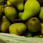 Груші домашня зимова лот 8 кг