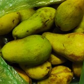 Груші домашня зимова лот 3.1 кг