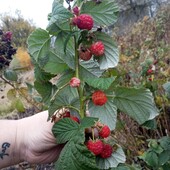 5 шт ! Фото 5 листопада. Малина Полка, Полька, ремонтантная малина саджанці,