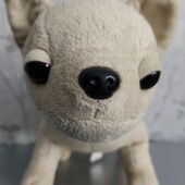 Собачка Чічі Лав .