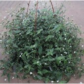 Традисканція Гібазіс