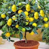 Саджанець Лимон "Мейєра" та мандарин солодкий