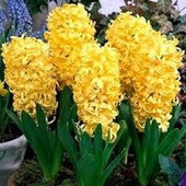 гіацинт Gipsy Princess-1 шт