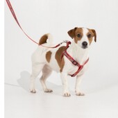 Набір для тварин " Повідець та шлея "в лоте 2 набора