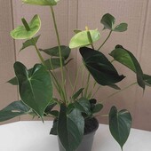 Антуріум Vanilla