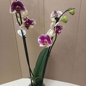 Орхідея Kahlo