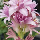 Полиантес Pink Sapphire – 1шт