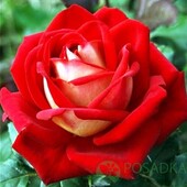 Френдшип чайно-гібридна