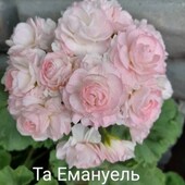 Свіжезрізані живці пеларгонії