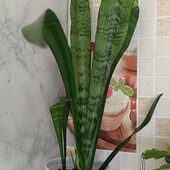 Сансевьера