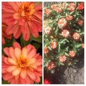 Насіння цинії Захара Дабл Піч