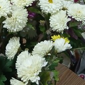 Хризантема шампань