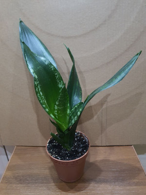 Фото №1 class=