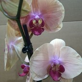 Орхидея фаленопсис.