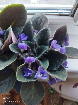 Фото №1 class=