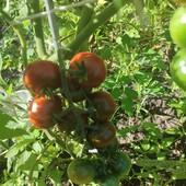 Томат черрі