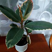 Фикус каучуконосный эластика белиз