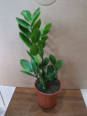 Фото №1 class=