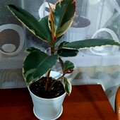 Фикус каучуконосный эластика белиз