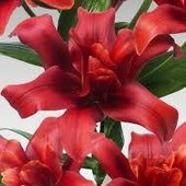 Лилия Red Twin лот 1шт
