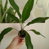 Спатіфіллум, жіноче щастя, чудовий гарний кущ