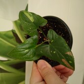 Сингоніум ред спот триколор