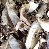 Сушені білі гриби 2025