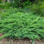 Ялівець горизонтальний принц уельсський