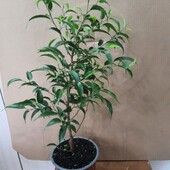 Фикус. Сорт Наташа.