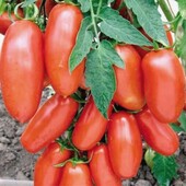 Томат Кібіц 15 насінин