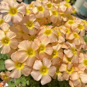 Оксаліс обтуса, який квітне взимку