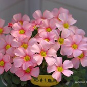 Оксаліс який потрібно садити вже зараз