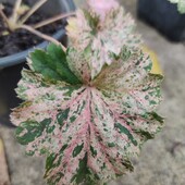 Гейхера Сніжний ангел.