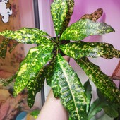 Кротон Golden king (Золотий король)