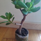 Товстянка 3