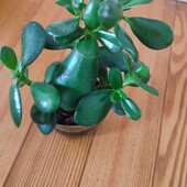 Товстянка 2