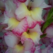 Гладіолус цибулини 2