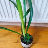 Гіпеаструм та товстянка