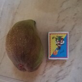 Саджанець Інжиру "Брунсвік" (росте і у відкритому грунті та в будинку).