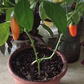 перец комнатный разноцветный капсикум, стручковый , отросток 1 шт.