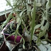 Финиковая пальма, росток