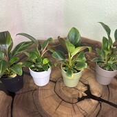 Філодендрон Біркін, Phil Birkin