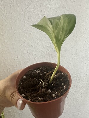 Фото №1 class=