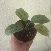 Вкорінений пагін Маранти