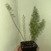 Аспарагус Ді Маерс, Aspar D Myers (поділка)