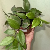 Хойя Санрайс (Hoya Sunrise)