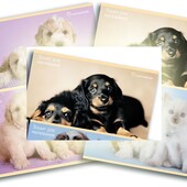 Альбом для малювання 24 л. Rachael Hale Kite. В лоті чорні песики